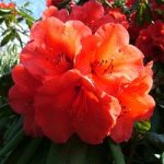 Rhododendron ‘Geisha Orange’ (Azalea Group)