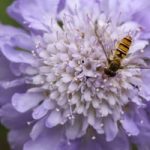 Scabious ‘Butterfly Blue’
