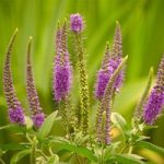 Veronica longifolia ‘Candied Candle’