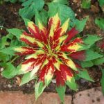 Amaranthus tricolor ‘Joseph’s Coat’