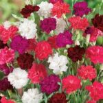 Dianthus ‘Ever-blooming Mixed’ (Hardy)