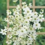 Clematis ‘Early Sensation’