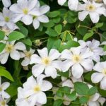 Clematis ‘Madame le Coultre’