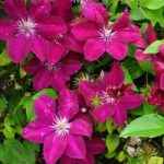 Clematis ‘Remembrance’