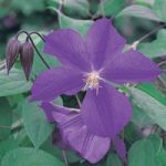 Clematis ‘Star of India’