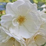 Rose rugosa ‘Alba’ (Species Shrub Rose)