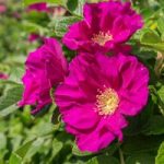 Rose rugosa ‘Rubra’ (Species Shrub Rose)