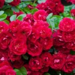 Rose ‘Red Fairy’ (Polyantha)