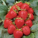 Strawberry ‘Vibrant’