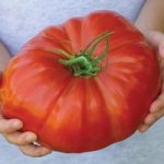 Tomato ‘Gigantomo’ F1 Hybrid