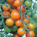 Tomato ‘Sungold’ F1 Hybrid