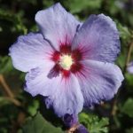 Hibiscus syriacus ‘Azurri’