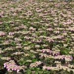 Hydrangea macrophylla ‘Endless Summer – Twist & Shout’