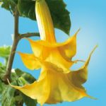 Angels Trumpets ‘Fragrant Yellow’