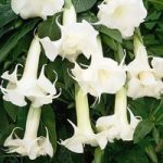 Angels Trumpets ‘Fragrant White’