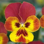 Viola ‘Volante Yellow Red Wing’