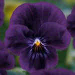 Viola ‘Volante Purple’