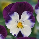 Viola ‘Volante Purple Face’