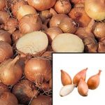 Shallot ‘Gourmet Collection’ (Spring Planting)