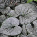Brunnera macrophylla ‘Silver Heart’