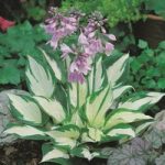 Hosta ‘Fire and Ice’