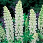 Lupin ‘Noble Maiden’