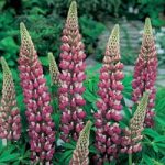 Lupin ‘The Chatelaine’