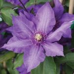 Clematis ‘Richard Pennell’