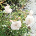 Rose ‘White Fairy’ (Polyantha)