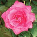 Rose ‘Easy Elegance Grandma’s Blessing’ (Shrub Rose)