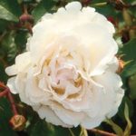 Rose ‘Easy Elegance Snowdrift’ (Shrub Rose)
