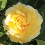 Rose ‘Easy Elegance Yellow Brick’ (Shrub Rose)