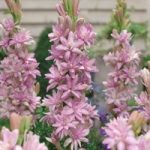 Polianthes tuberosa ‘Pink Sapphire’