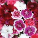 Dianthus ‘Festival Mixed’ (Garden Ready)