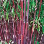 Umbrella Bamboo ‘Asian Wonder’