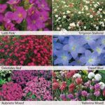 Perennial Ground Cover Collection
