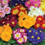 Primrose ‘Autumn Colours Mixed’ (Garden Ready)
