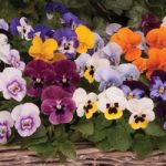 Viola ‘Autumn Jewels Mixed’ (Garden Ready)