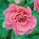 Geranium ‘Pink Sybil’