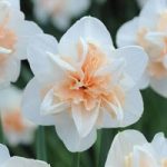 Narcissus ‘Replete Improved’