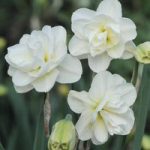 Narcissus ‘Rose of May Improved’