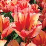 Tulip ‘Spryng Break’