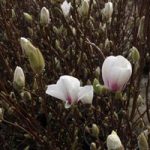 Magnolia x soulangeana ‘Alba Superba’