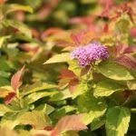 Spiraea japonica ‘Pink and Gold’