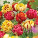 Tulip ‘Colour Carnival’