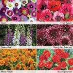 1st Year Flowering Perennial Collection