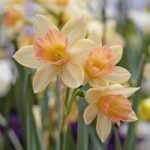 Narcissus ‘Blushing Lady’