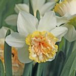 Narcissus ‘Petit Four’