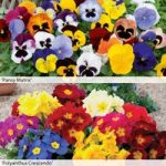 Pansy and Polyanthus Duo