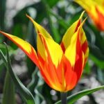 Tulip ‘Fire Wings’